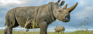 Afryka w zasięgu ręki